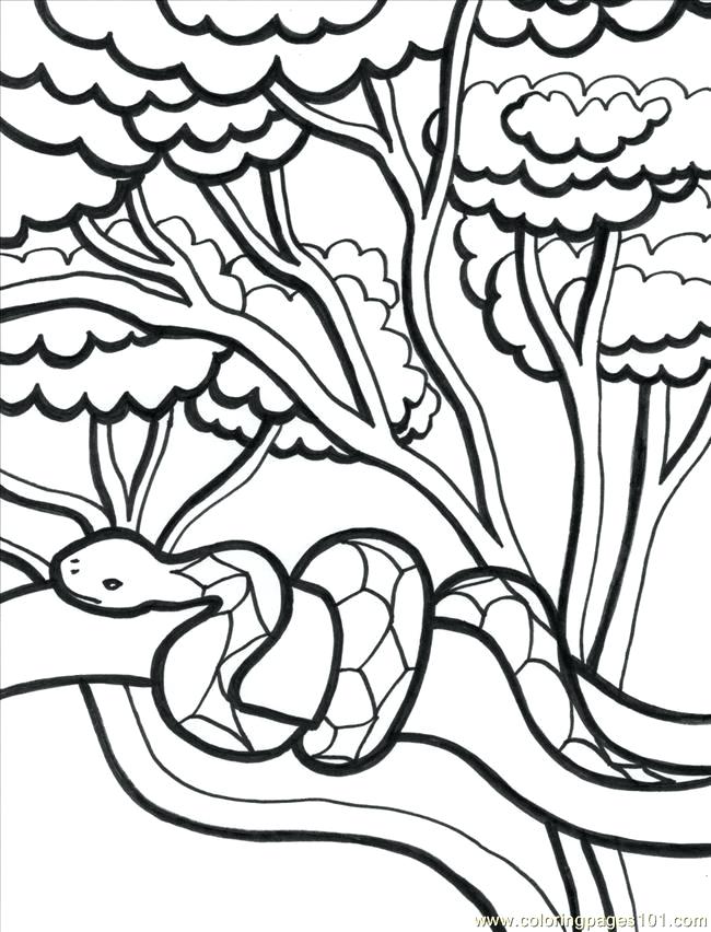 650x852 Rain Forest Coloring Pages Coloring Pages Of Coloring Pages