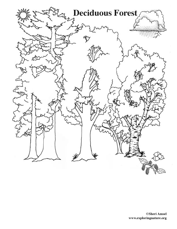 612x792 Animals In Their Habitat