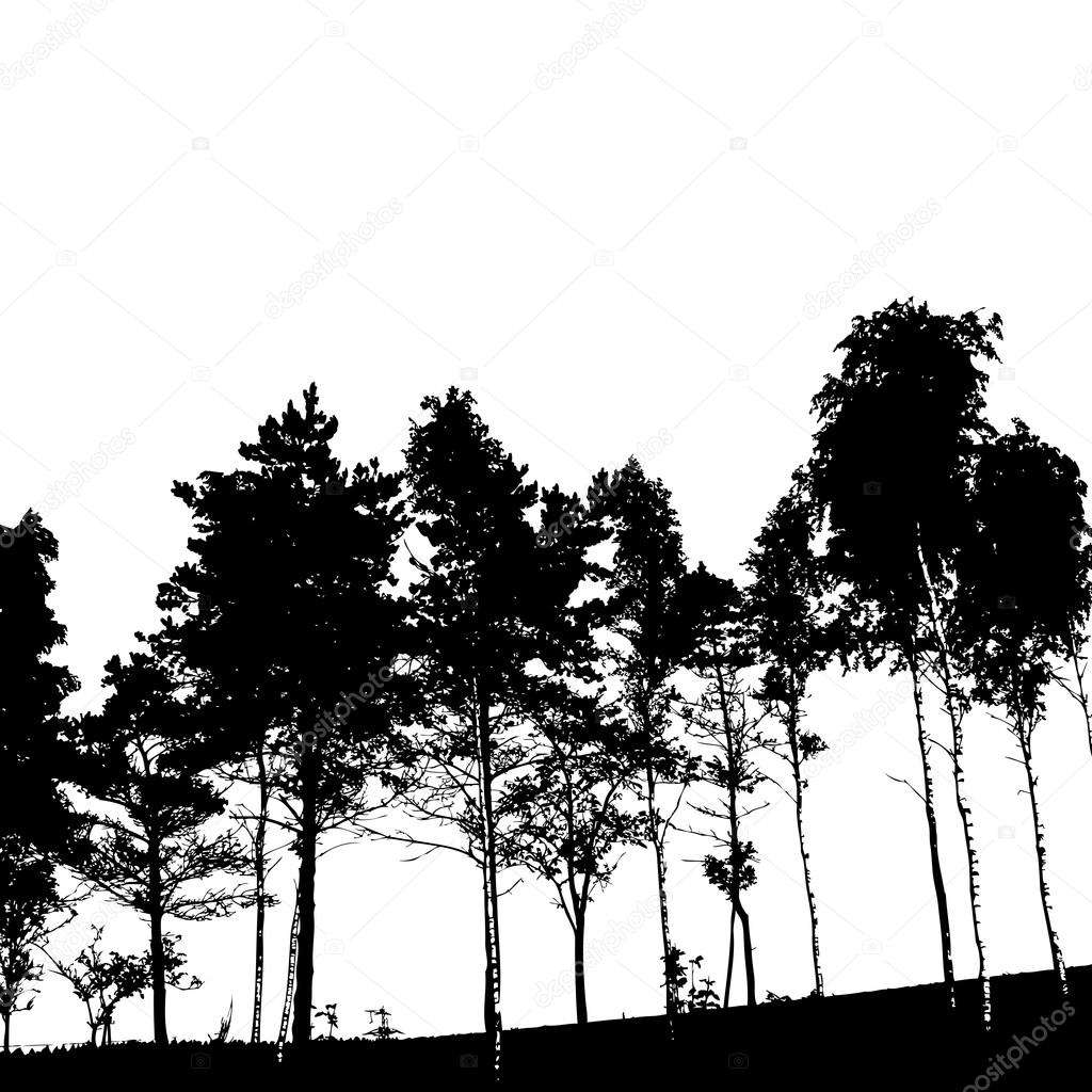 1024x1024 Trees Silhouettes In Forest Stock Vector Maryia777