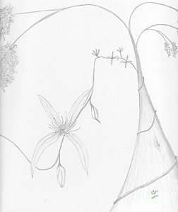 252x300 Forest Landscape Drawings