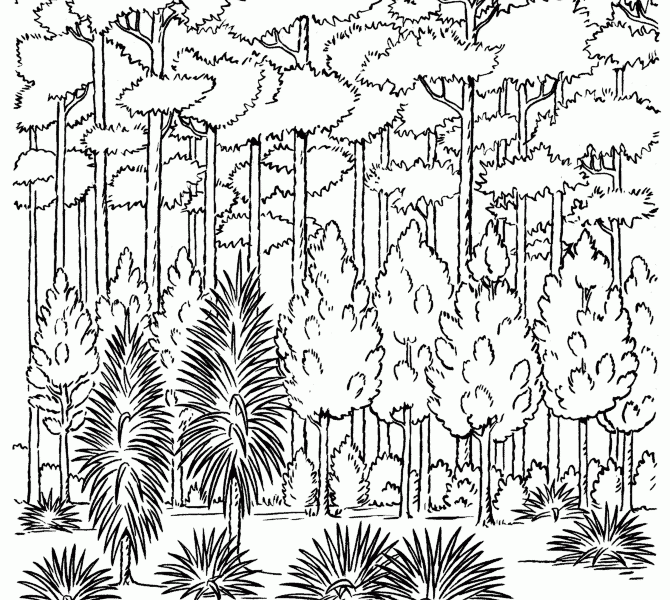 670x600 Forest Coloring Pages Printable Coloring Pages Stunning Forest