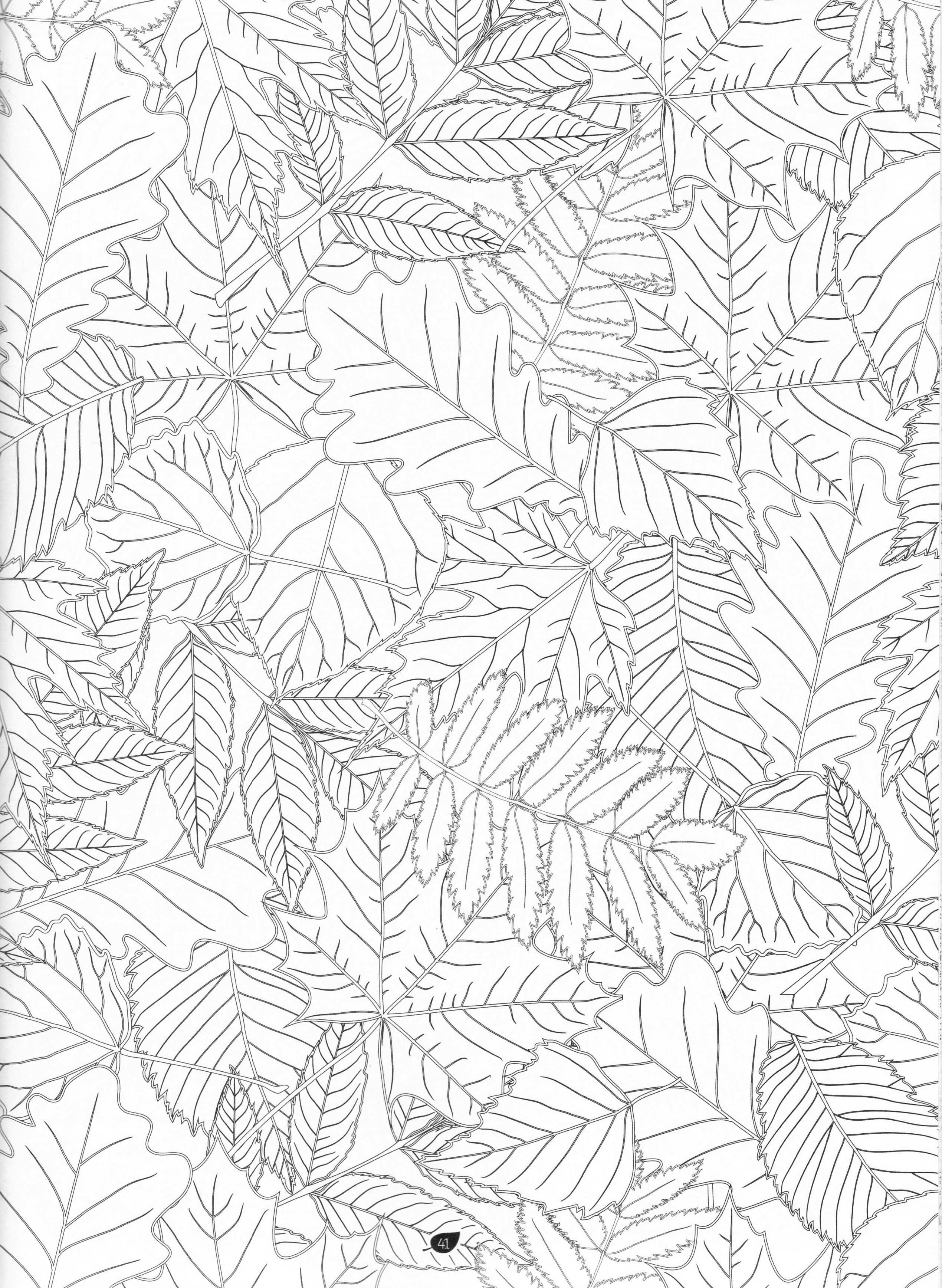 2539x3472 The Forest Adult Coloring Book Pg 27 Color Pages, Stencils