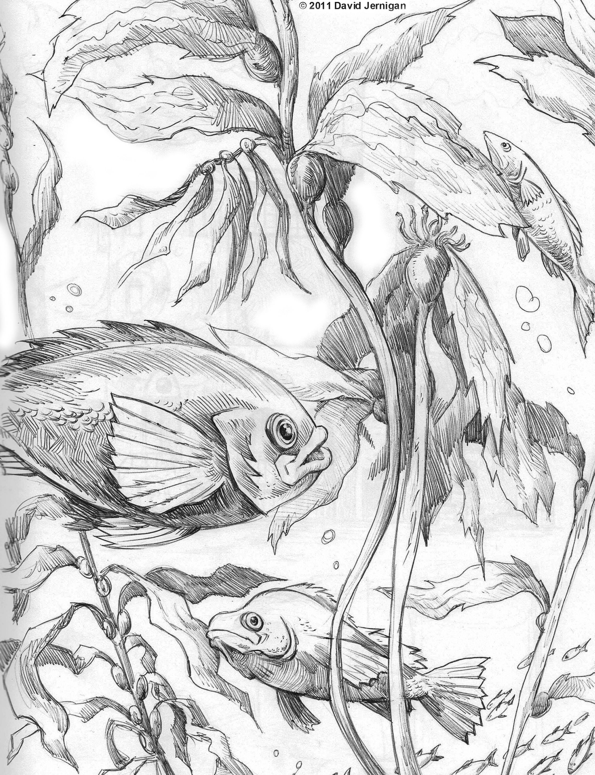 2479x3229 Image Result For Kelp Line Drawings Graphics