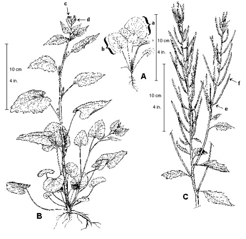 500x487 Forest Pests Garlic Mustard County Of Haliburton