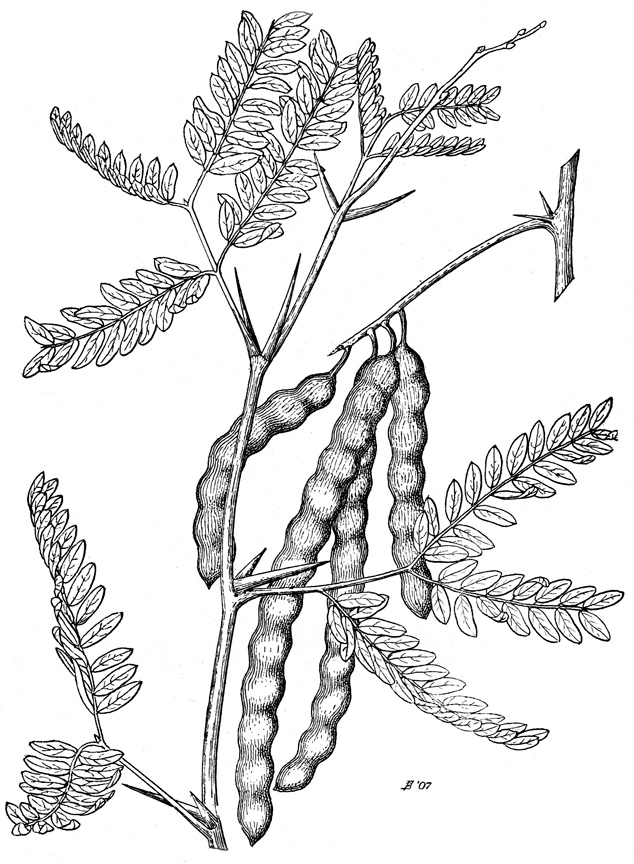 634x864 Gathering Mesquite Roots Deborah Small's Ethnobotany Blog