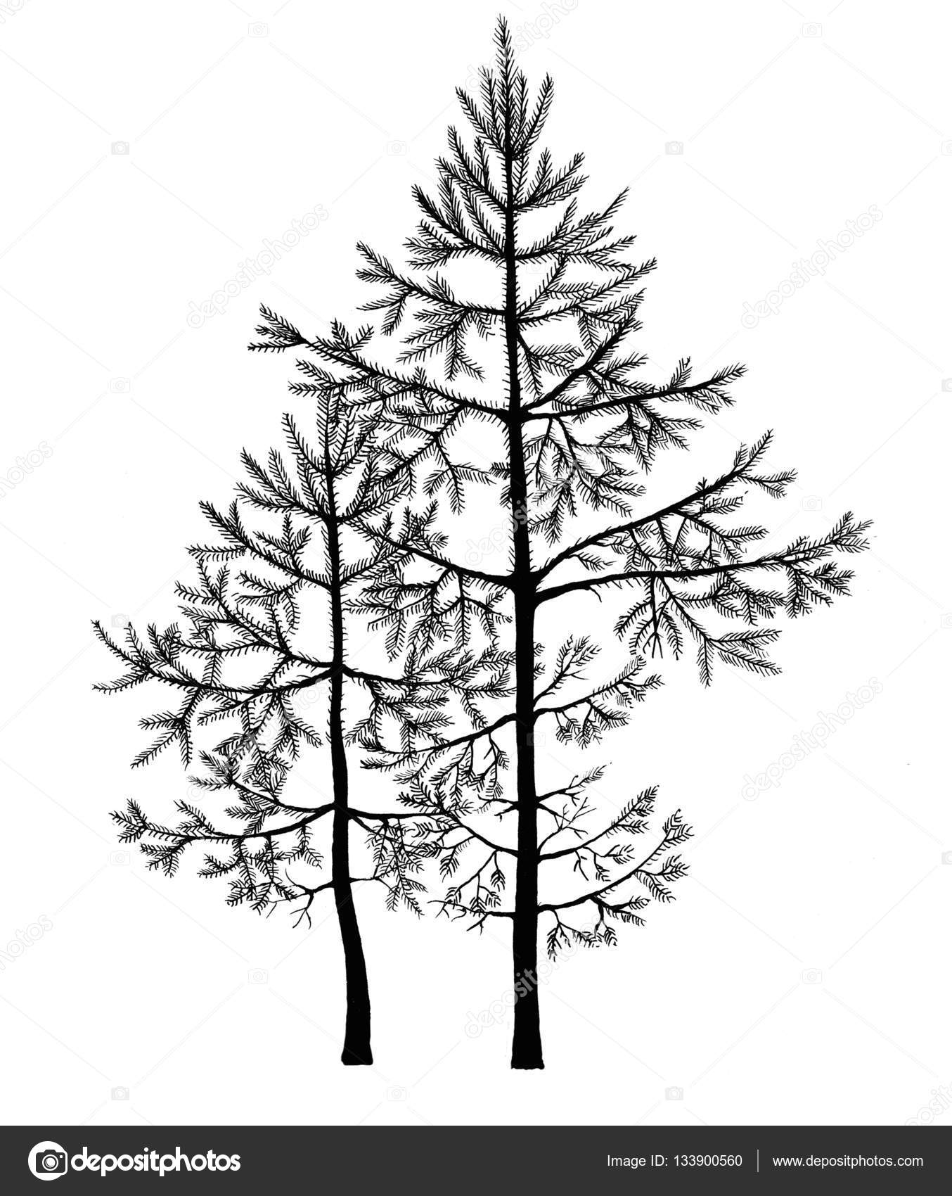 1354x1700 Black Pen Drawing Of Small Fir Trees In A Forest. Realistic Hand