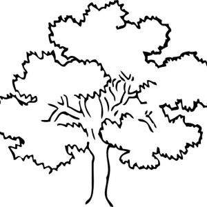 Mesquite Tree Coloring Page Coloring Pages