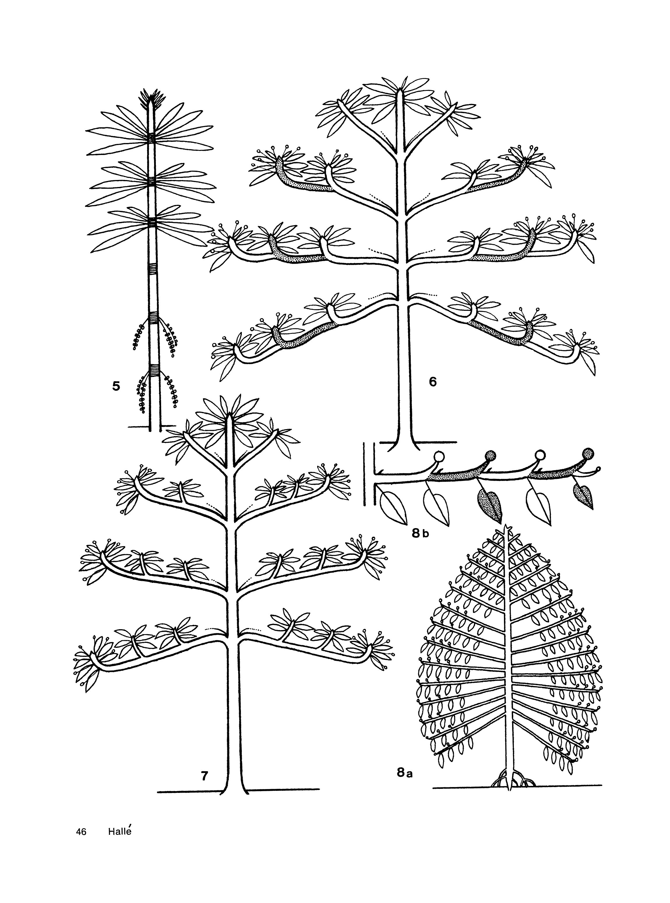 2300x3100 Forest Stand Dynamics