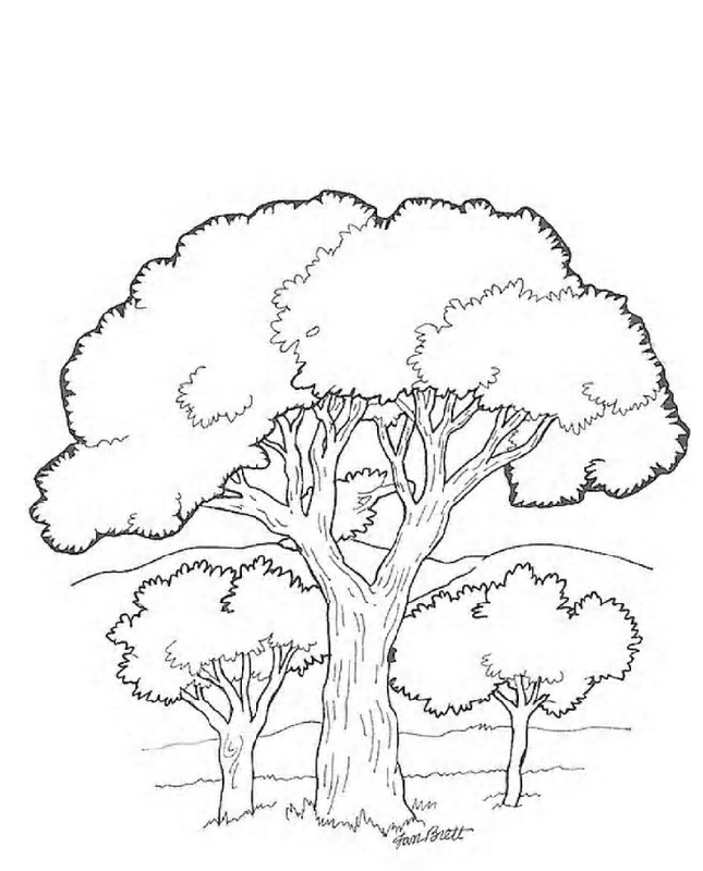 645x800 Forest Tree Coloring Pages Printable Scenery Coloring Pages