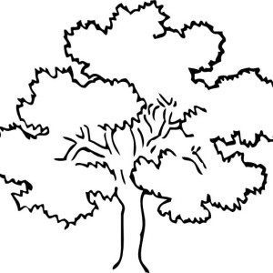 300x300 Awesome Drawing Oak Tree Clipart Panda