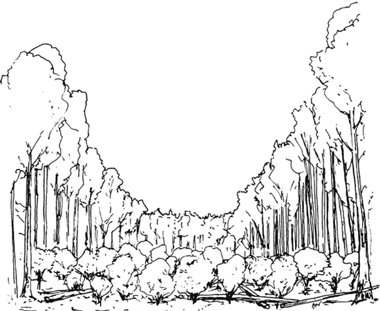 550x450 Preparing To Plant Tropical Trees