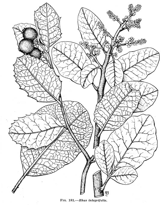 542x680 Rhus Integrifolia, Lemonade Berry R. Ovata, Sugar Bush Trees