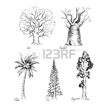 450x450 Vector Set Of Three Hand Drawing Black Baobabs On White Background