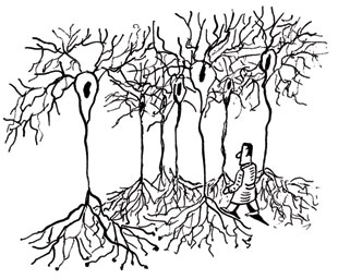 310x256 Exploring The Neuron Forest The Scientist