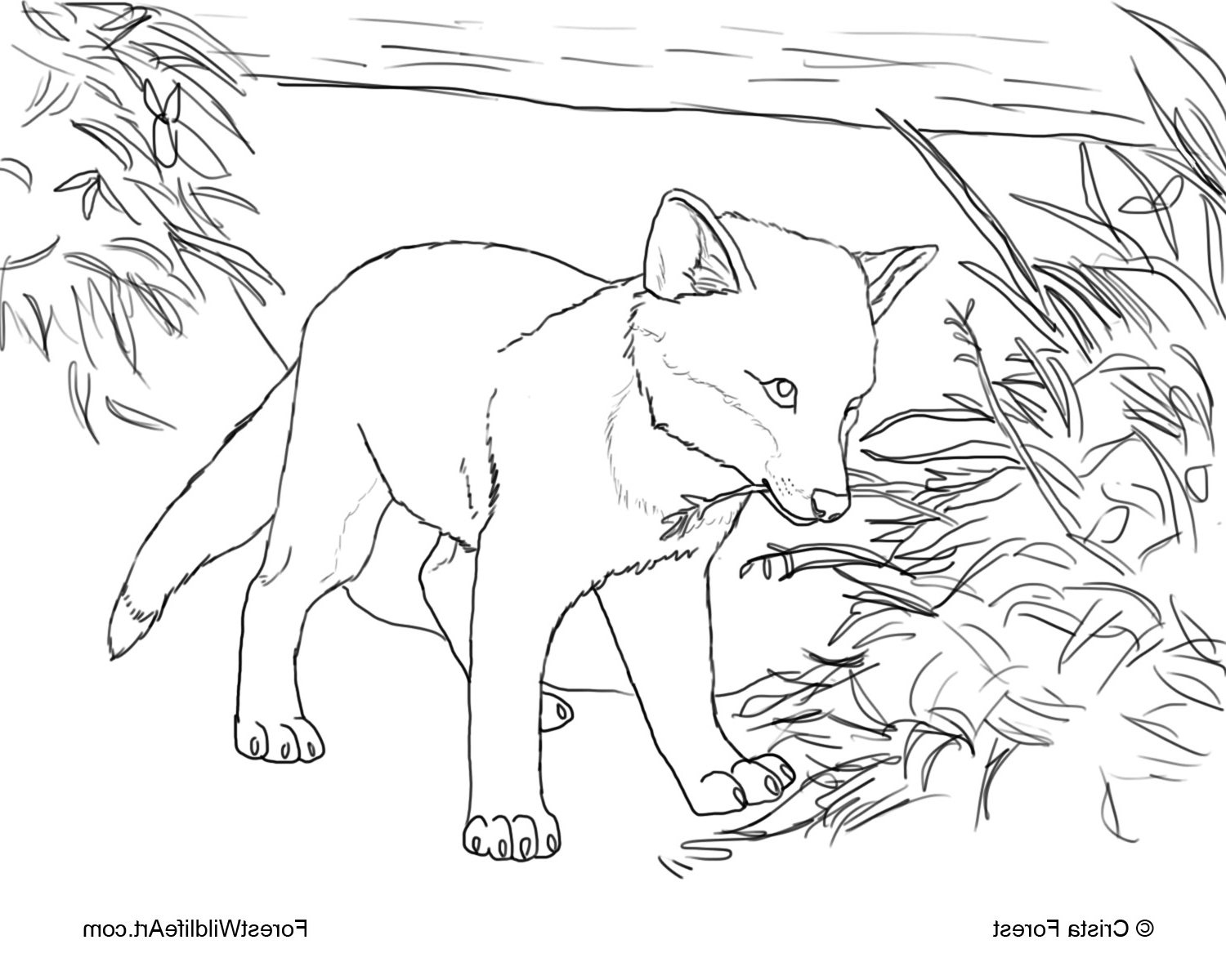 1500x1200 Forest Animals Drawing Arts Simple Drawing Of Forests With Animals