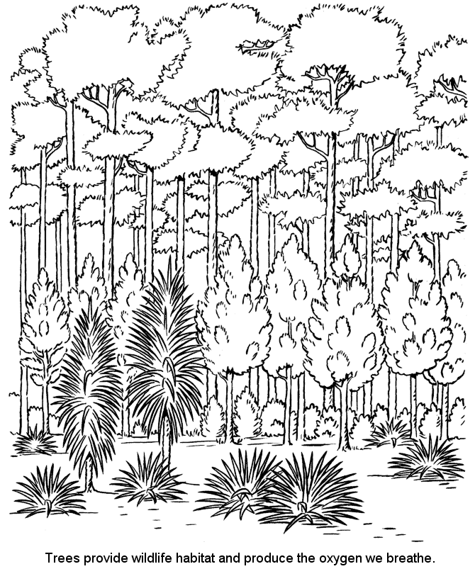 670x820 Forest Coloring Pages