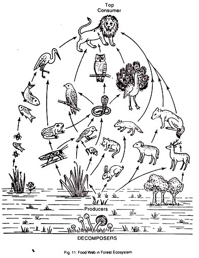392x509 Plant And Animal Biomass In Forest Ecosystem