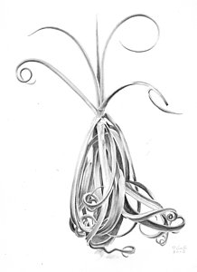 218x300 Rain Forests Drawings