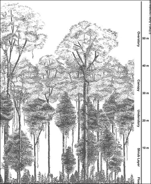 485x588 Studying The Rainforest The Value Of New Jungles Facts