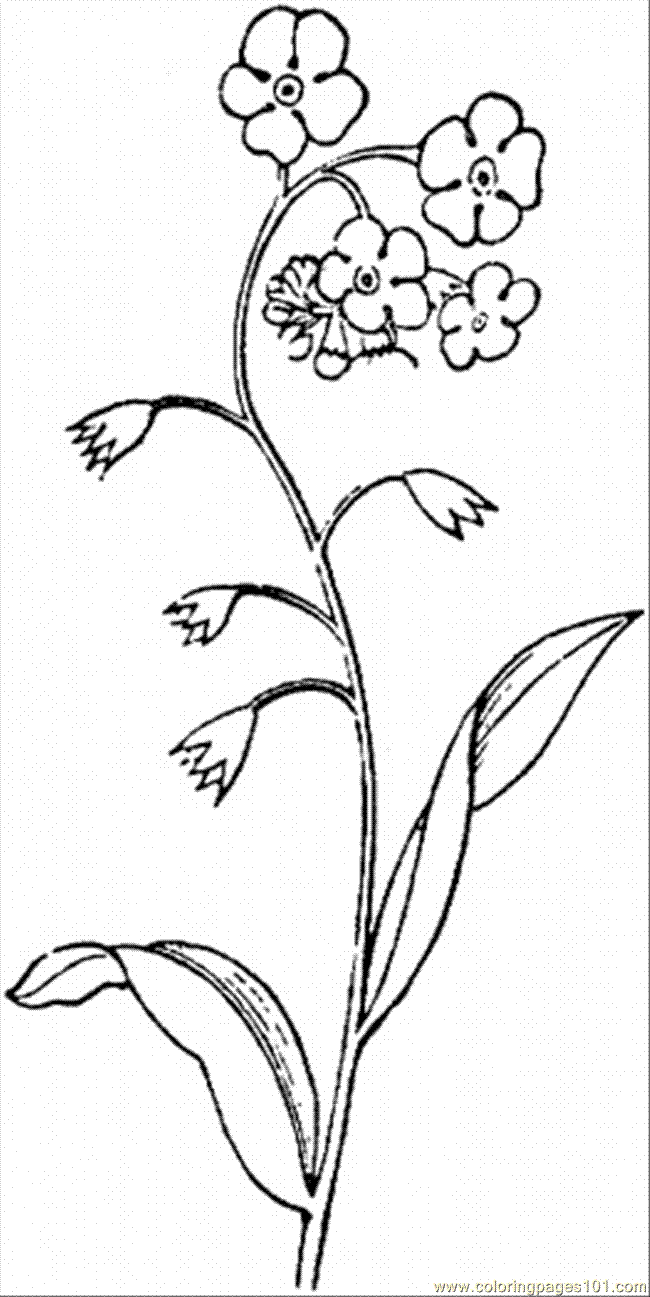 650x1297 Forget Me Not 2 Coloring Page