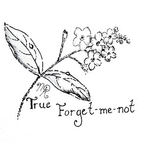300x292 Forget Me Not Drawings Fine Art America