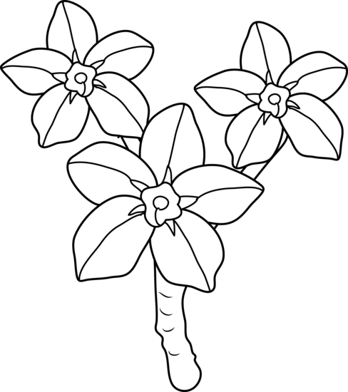 488x550 Forget Me Nots Coloring Page
