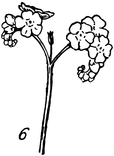 468x640 Forget Me Not Clipart Etc