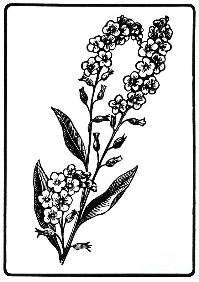 635x900 Forget Me Not Photograph By Granger