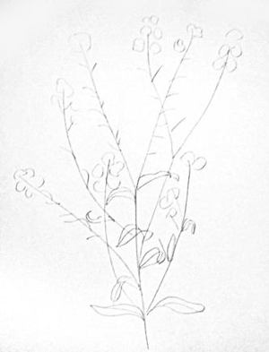 300x393 How To Draw A Forget Me Not