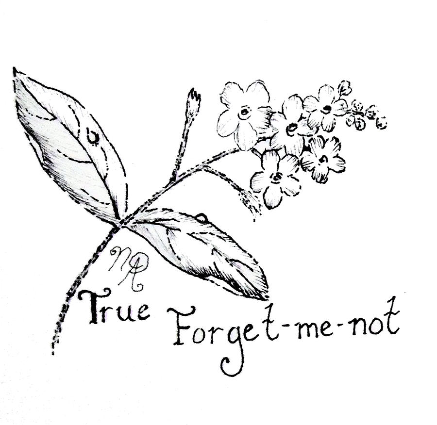 900x876 True Forget Me Not Drawing By Nicole Angell