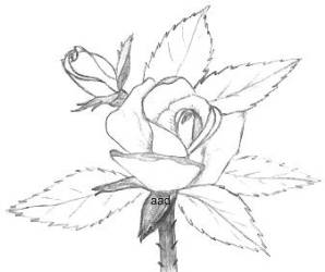 298x250 Drawings Of Roses In Pencil