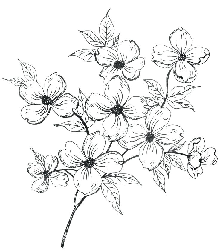 736x841 Flowers Drawing Drawing Of A Flower 6 Nice Design Draw Flower Step