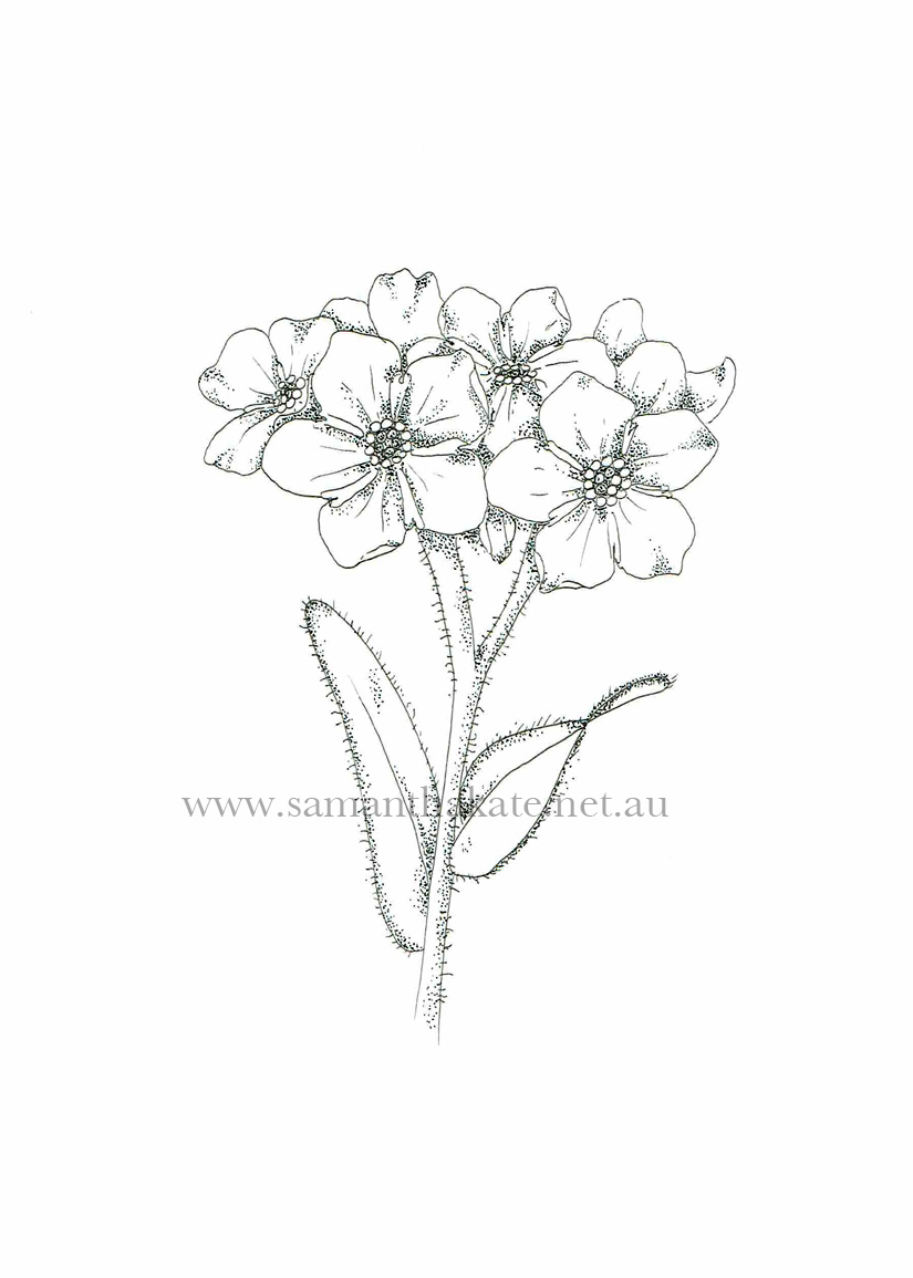 825x1155 Gallery Samantha Kate