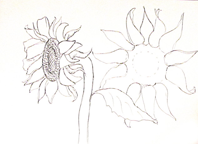 633x460 How To Draw Sunflowers