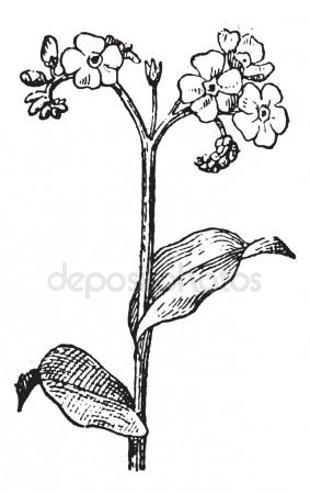 283x450 Forget Me Not Drawing