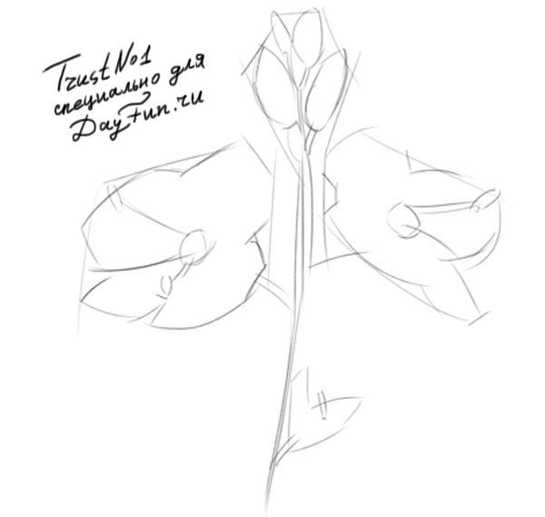 600x569 How To Draw Forget Me Nots Flowers