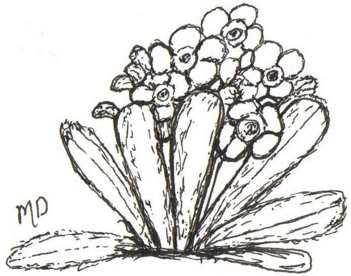 694x545 The Wild Garden Hansen's Northwest Native Plant Database