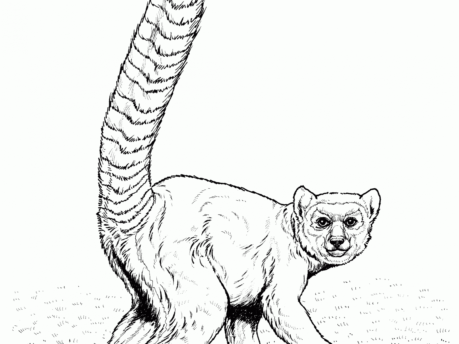 1600x1200 Mammals Lemurs Aye Lemur Coloring Pages Free Animals Sheets Page