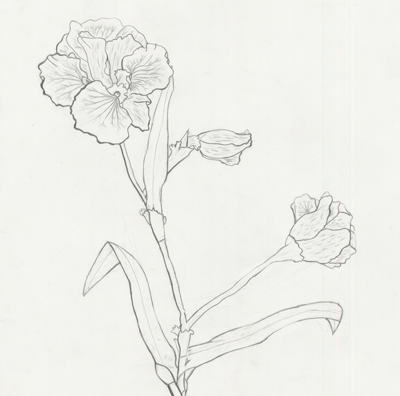 578x572 Assignment Organic Formslow Contour Visual Media 1 Freehand