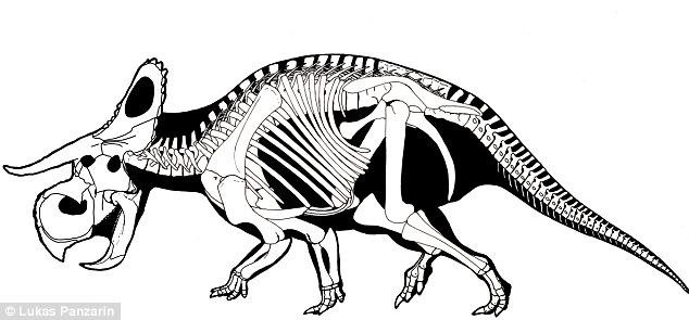 634x295 Fossils Of Giant Devil Like Dinosaur With Long Curved Horns