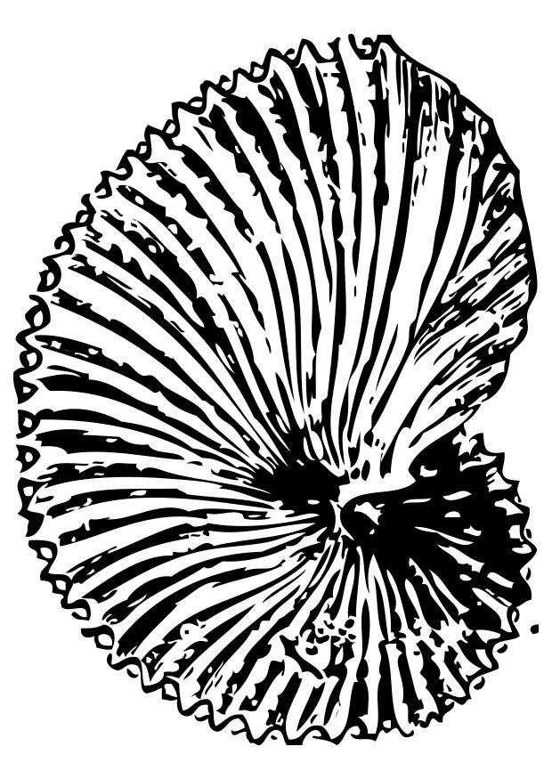 620x875 Coloring Page Fossil