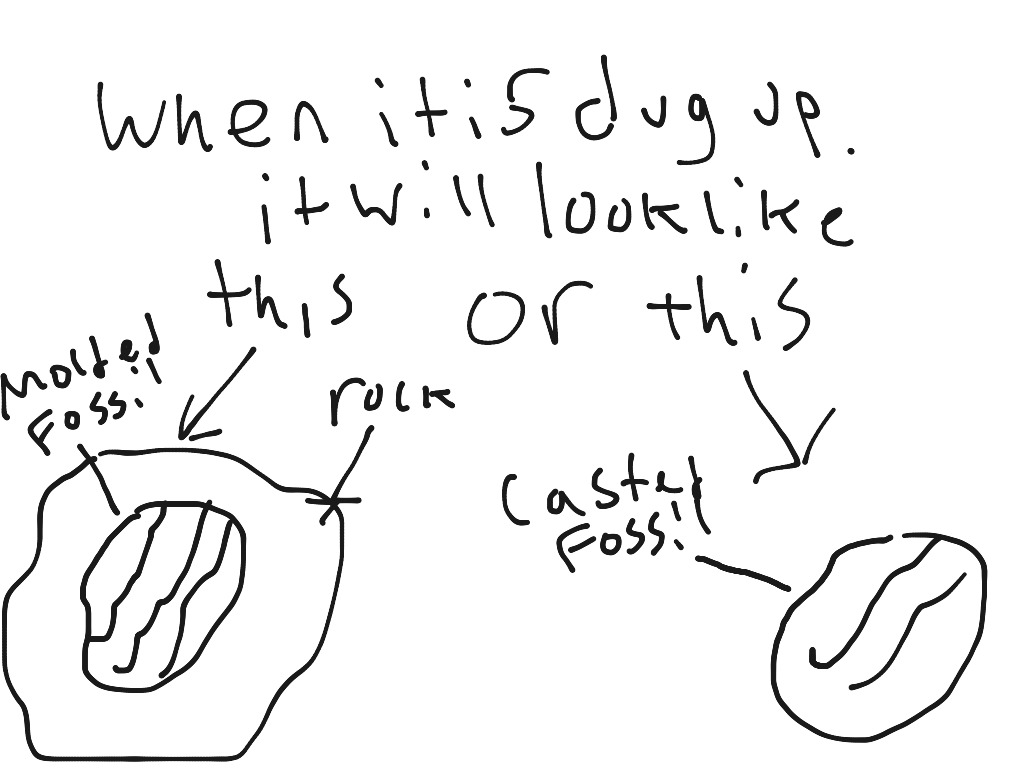 1024x768 Moldcast Fossil Formation Science Showme