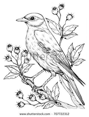 360x470 Image Result For Drawn Pictures Of Birds Ink Fountain Pen