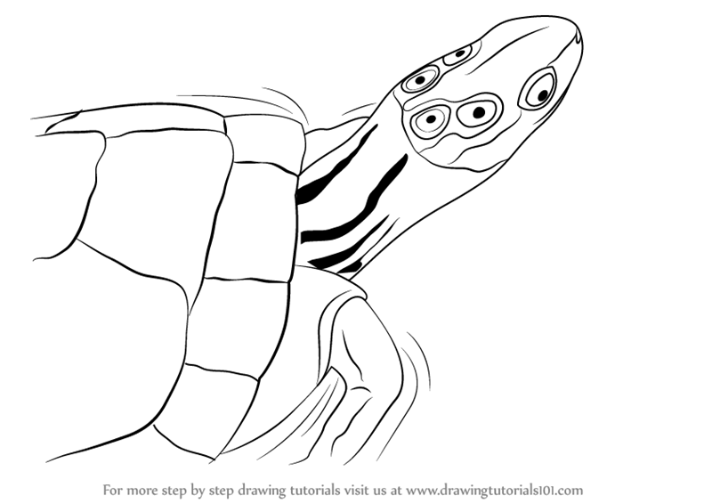 800x566 Learn How To Draw A Four Eyed Turtle (Reptiles) Step By Step
