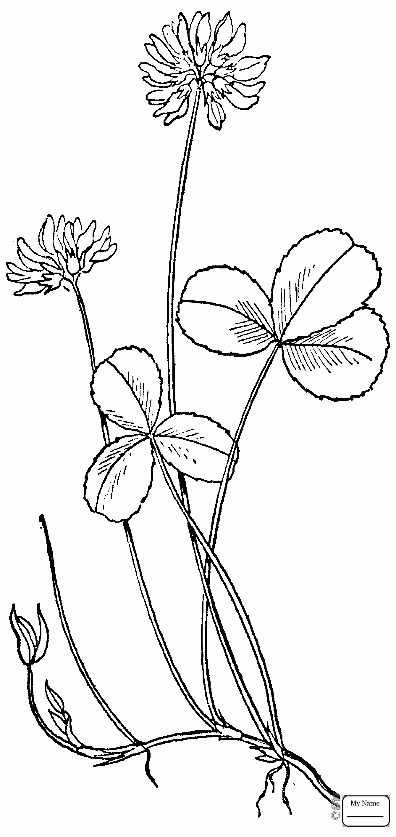 1339x2825 Coloring Pages Flowers Four Leaf Clover Clover