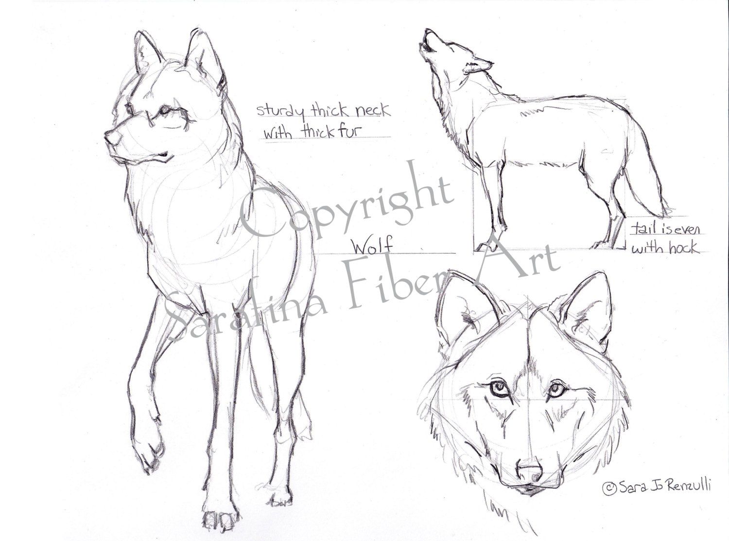 Fox And Wolf Drawing at GetDrawings | Free download