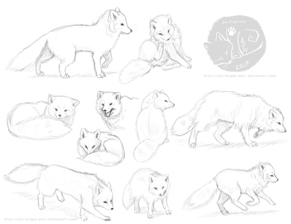 600x461 Arctic Fox Reference By Ash Dragon Wolf
