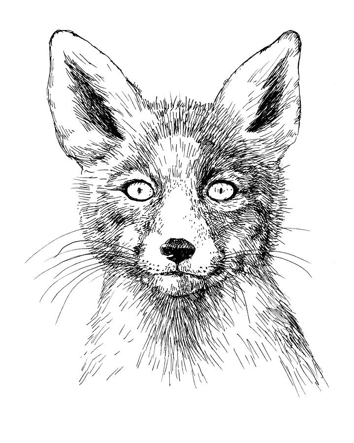 719x900 Fox Portrait, Ink Drawing Drawing By Katerina Kirilova
