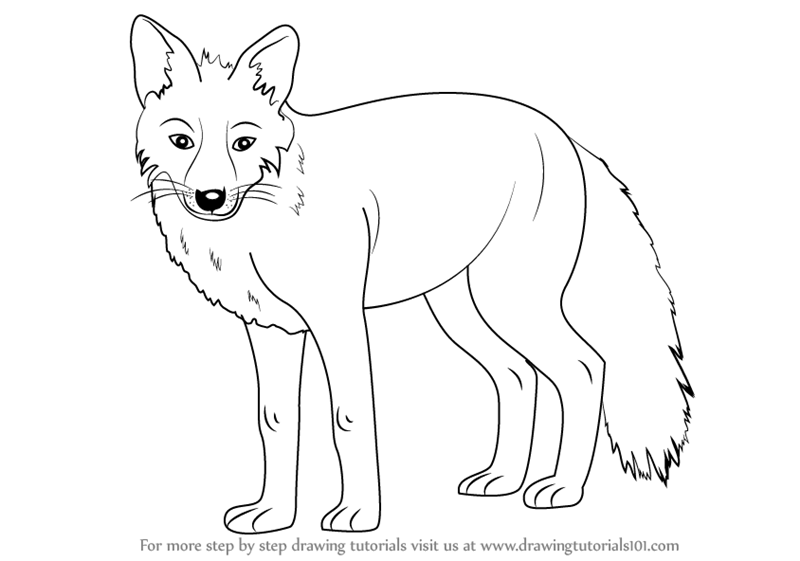 800x561 Learn How To Draw A Fox (Zoo Animals) Step By Step Drawing Tutorials