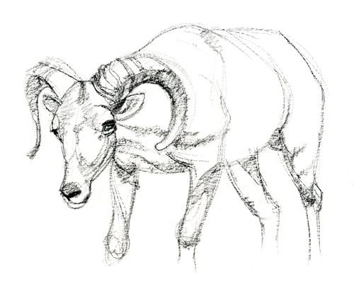 500x405 Drawing From Live Animals Susan Fox